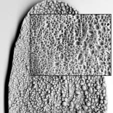 texture812